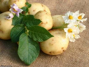 Organic agriculture
