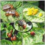 Folk methods of dealing with the Colorado potato beetle