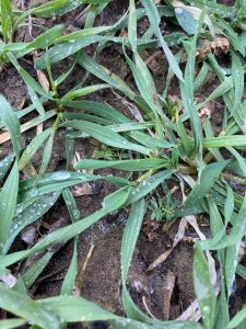 green manure