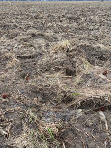 the soil